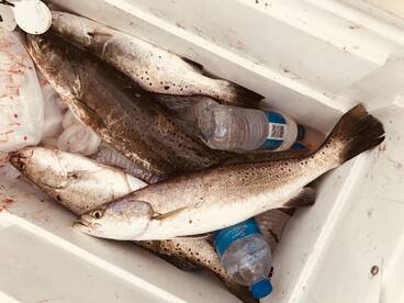 Springtime Rains and Springtime Trout