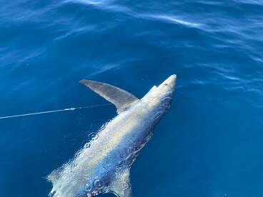 Great offshore fishing and wreckfishing 