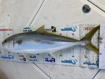 Big squid equals big kings 