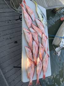 Red snapper