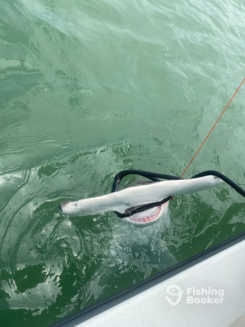 South Padre Island Report Photo 0