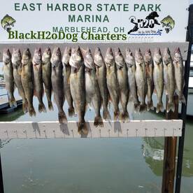 BlackH2oDog Fish Board