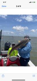 Bull reds in venice
