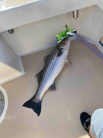Montauk Report Photo 1