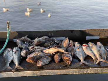 Sea bass!!