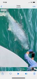 TARPON FISHING IS ????