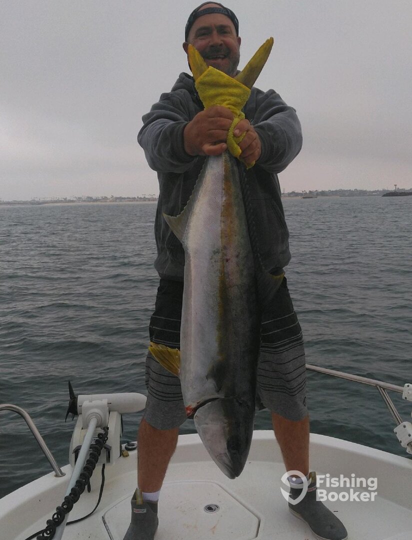Yellowtail are finally here.