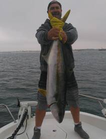 We finally found the Yellowtail.