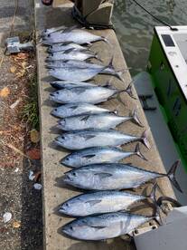 Dania Beach Report Photo 2