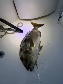 Last 14 days dentex win!!