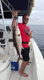 Chase's amberjack