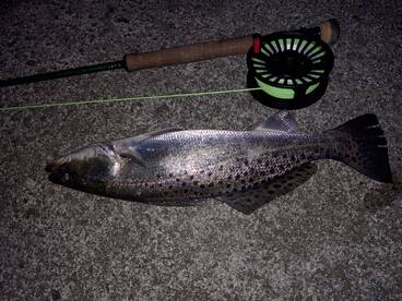 Savannah Report Photo 1