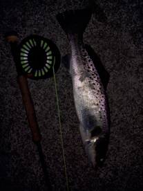 Savannah Report Photo 2