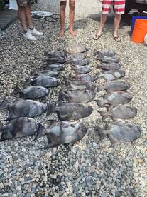 Poquoson Report Photo 1