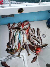 Ensenada Report Photo 1