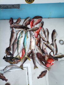 Ensenada Report Photo 2
