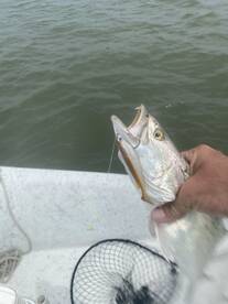 Galveston Report Photo 1