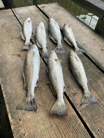 Galveston Report Photo 2