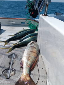 Ensenada Report Photo 1