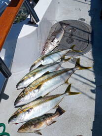 Ensenada Report Photo 2