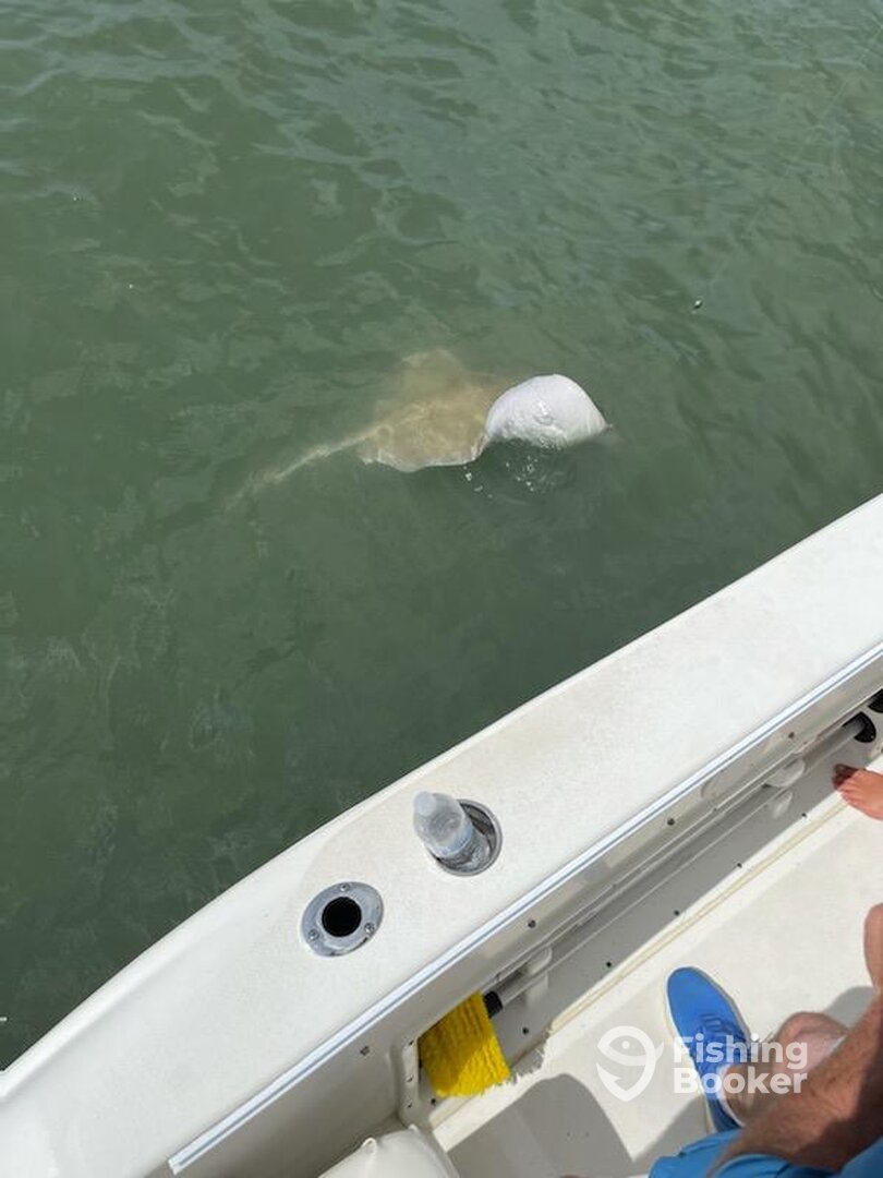 Murrells Inlet Report Photo 0