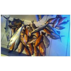 Night time snapper fishing RED HOT!