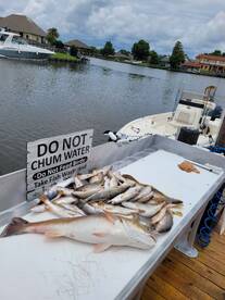Trout & Reds on Table 