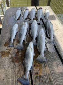 Galveston Report Photo 2