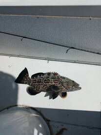 Port Canaveral Report Photo 2