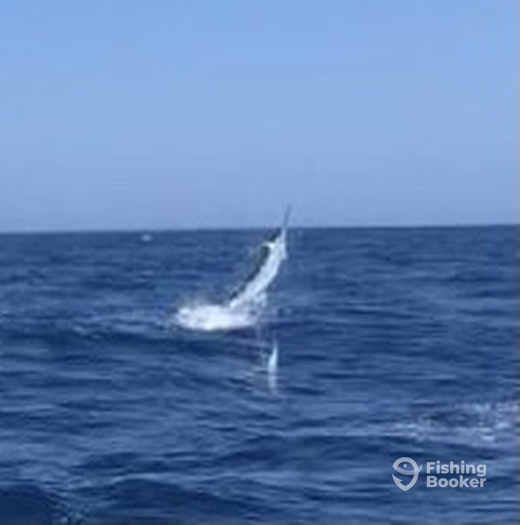 Manteo Report Photo 0