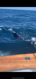 Manteo Report Photo 1