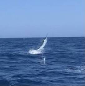 Tuna & a blue marlin