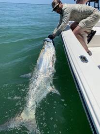 Big Tarpon are still around!