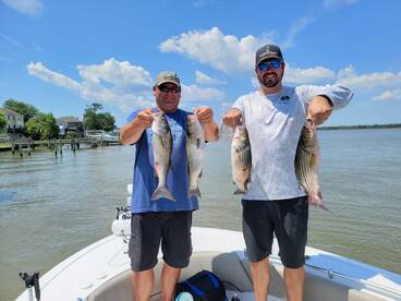 101 Stripers, 37 White Perch and 8 Catfi