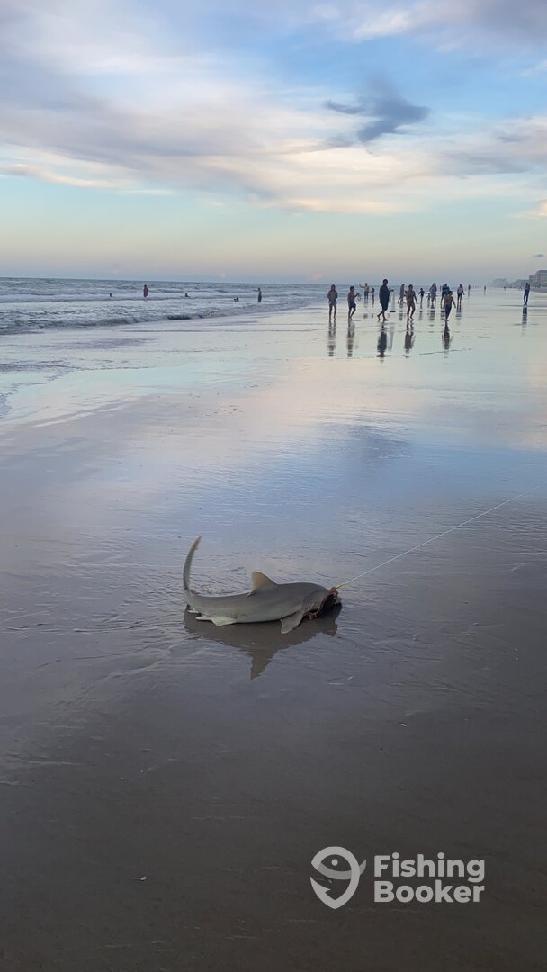 New Smyrna Beach Report Photo 0