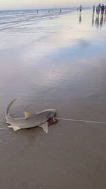 New Smyrna Beach Report Photo 2