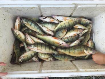 Perch are biting now