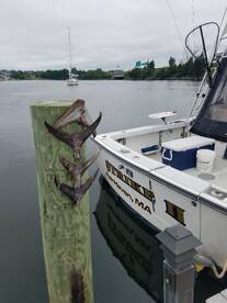 Tuna On the Bite