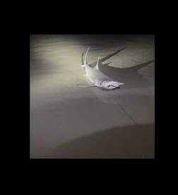 New Smyrna Beach Report Photo 1