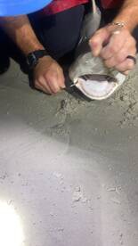 New Smyrna Beach Report Photo 2