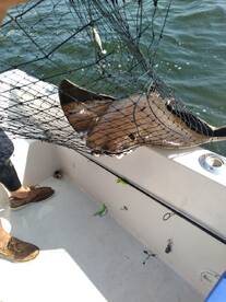 Highlands Report Photo 2