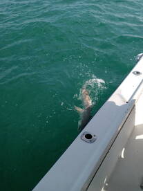 Port Canaveral Report Photo 1