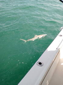 Port Canaveral Report Photo 2