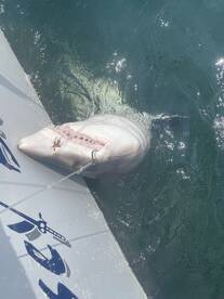 Sharks
