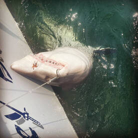 Lacey Township Report Photo 2