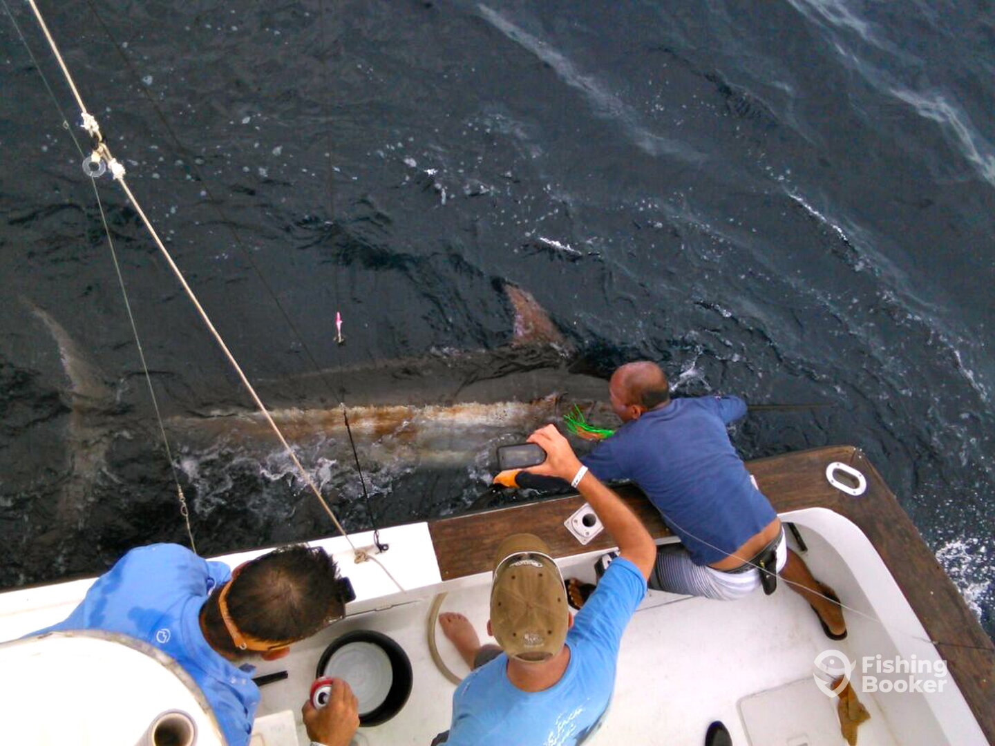 Mate Chano releasing the 350 lb blue marlin.