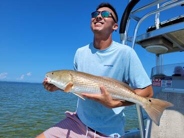 The red fish are chewing it up.