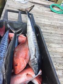 Cart full of nice fish!