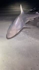 New Smyrna Beach Report Photo 1