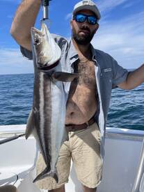 Cobia Crushing Slow Trolled Live Bait